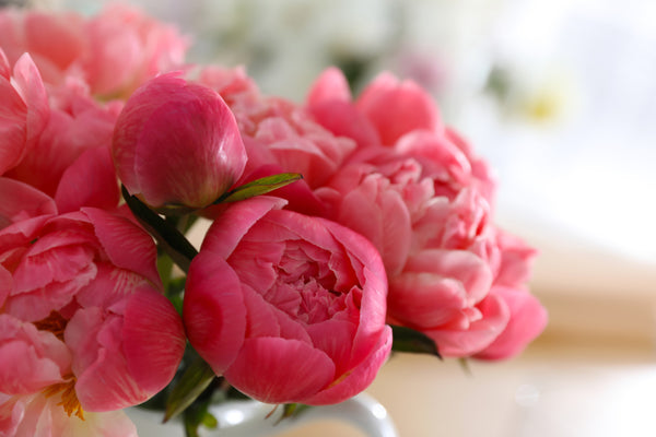 pink peonies in full bloom