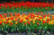 Tulips of every colour growing in Wellington garden