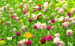 wild flowers growing in a field