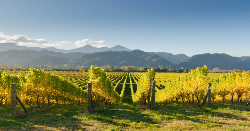 landscape vineyard with mountains in distance